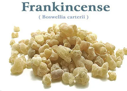 Boswellia_6.webp