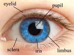 Conjunctivitis_4.webp