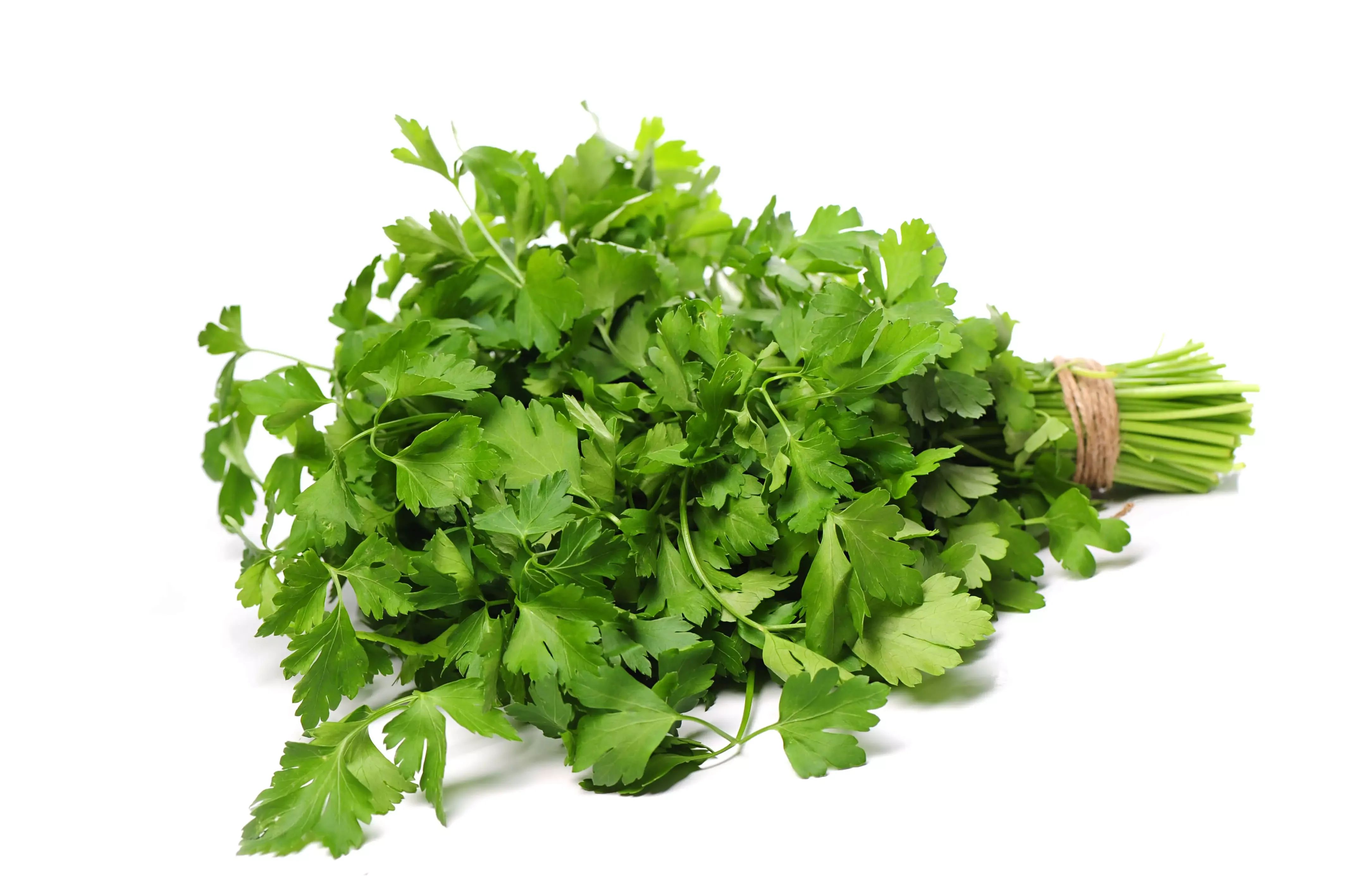 Coriander_fresh-parsley.webp