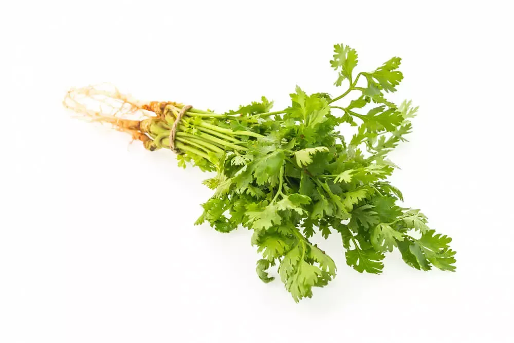 Coriander_tasty.webp