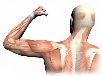 Muscle-pain_2.webp