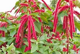 amaranth_flower.webp