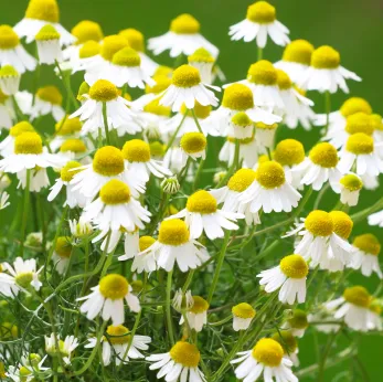 chamomile-flower.webp