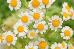 chamomile-flower_2.webp