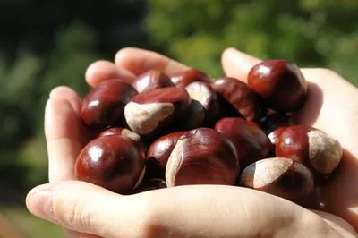 chestnuts_2.webp