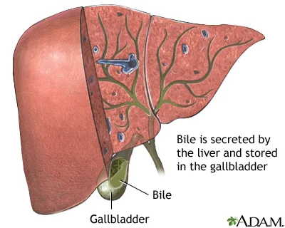 drink-bile.webp