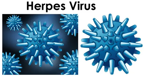 herpes-virus_6.webp