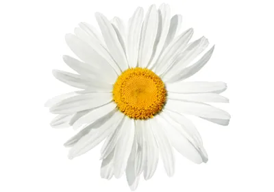 roman chamomile