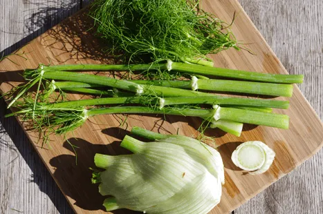 fennel-effect