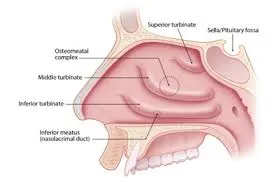 nose-snot