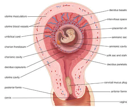 pregnant-baby