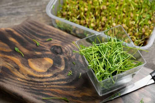 microgreens-on-the-table