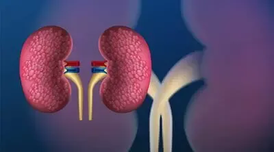 kidneys