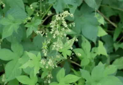 Humulus_japonicus