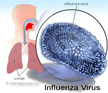 influenza-virus.webp