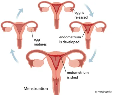 menstruation.webp