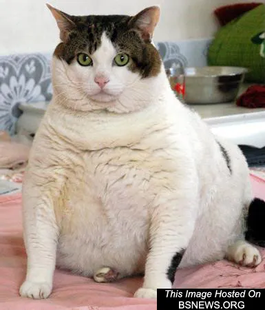 metabolic-syndrome-cat.webp