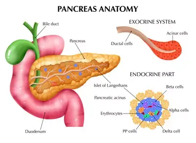 pancreas-anatomy-medical-illustration.webp