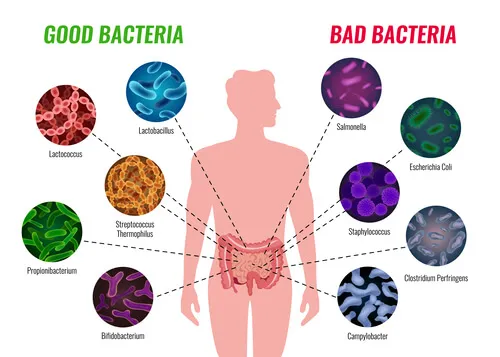 probiotics.webp