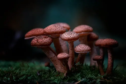 selective-closeup-shot-of-red-agaricus-mushroom-in-the-forest.webp