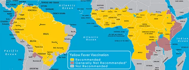 yellow-fever-africa-brazil.webp